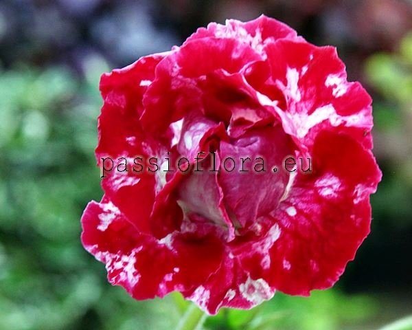 Gloxinia NG-PASADOBL