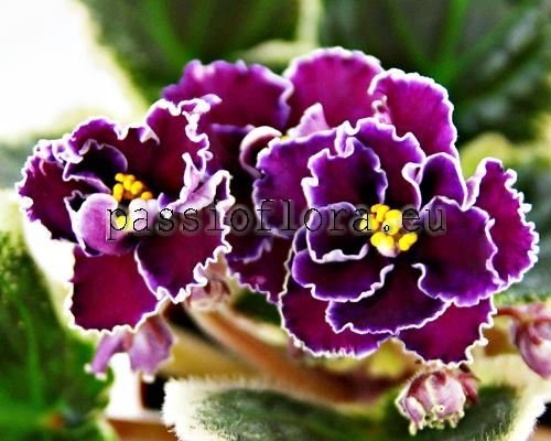 African Violet RM-DAISY HARVEY - RM-DEZI HARVEY