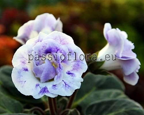 Gloxinia PF-ELEGANCE 