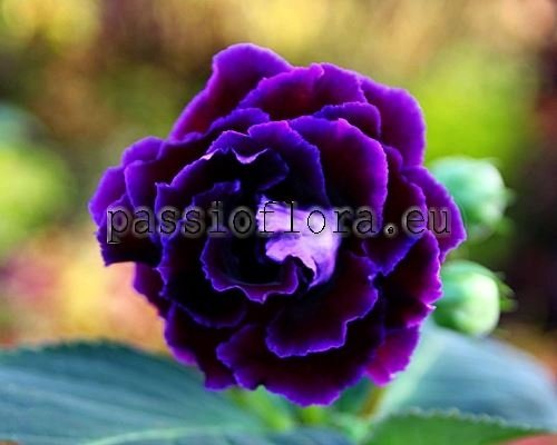 Gloxinia PF-HAPPY DARK 