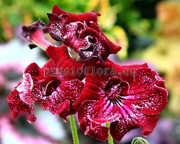 Streptocarpus DS-SHAKE - DS-SHEYK