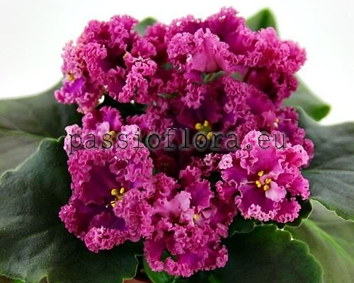 African Violet LF-DARIA 