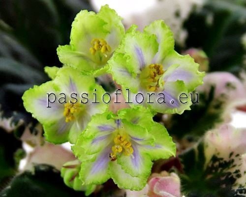 African Violet  LE-VALERIYA