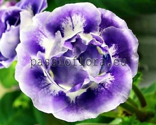 Gloxinia PF-HAEVEN