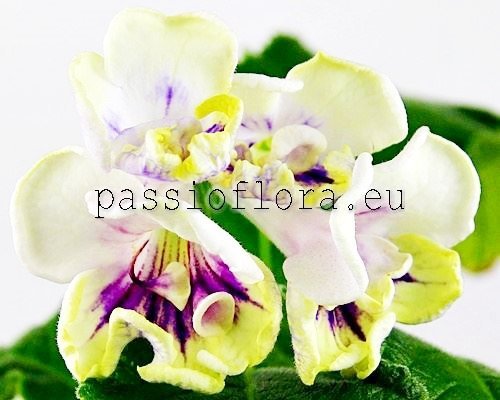 Streptocarpus DS-WANT AND WILL