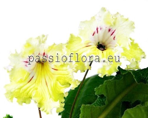 Streptocarpus UA-RAROG 