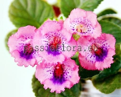Mini Sinningia SIMSIM FESTIVE DESSERT