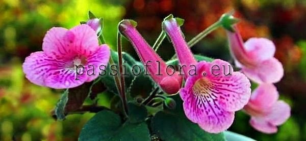 Mini Sinningia FU'S BEAUTIFUL LEGEND