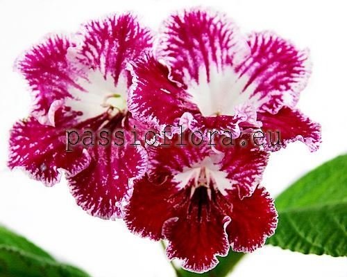 Streptocarpus UA-MERRY CHRISTMAS