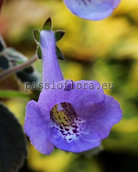 Mini Sinningia SRG'S BLUE DIAMOND