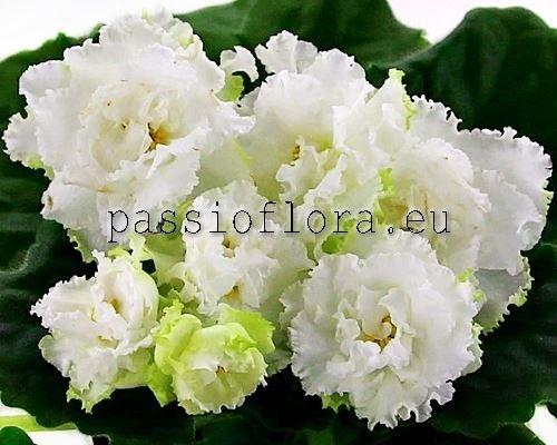 African Violet RM-ROYAL LACES - KOROLEVSKIYE KRUZHEVA