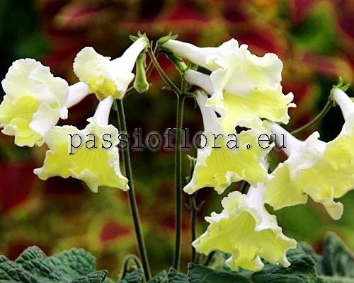 Streptocarpus ZLOTKO 