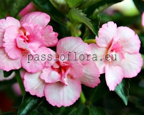 Achimenes Seeds ANASTASIA 