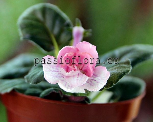 Mini Sinningia  BAL-FRENCH KISS