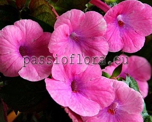 Achimenes Seeds FIRENZE 