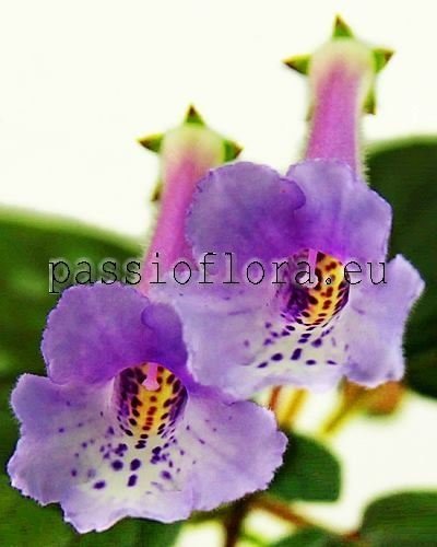 Mini Sinningia Seeds SRG'S BLUE TITAN 