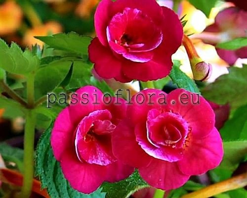 Achimenes Seeds HEART CHOICE