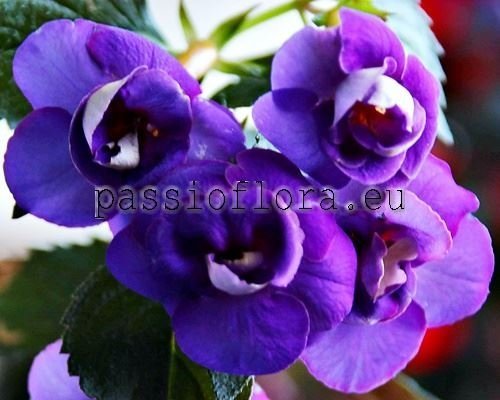 Achimenes GENESIS 2
