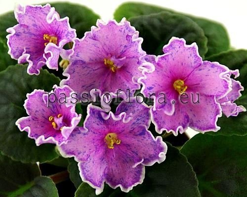 African Violet  EK-ALMAZY YAKUTII