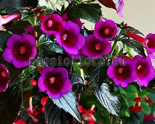 Achimenes AURIKA'S VELVET ECLIPSE xAchimannia