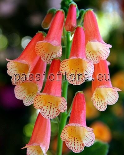 Smithiantha Seeds PF-SANTA CRUZ 