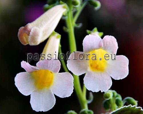 Smithiantha PF-FROSTY SUN