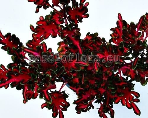 Coleus PF-LIONHEART 