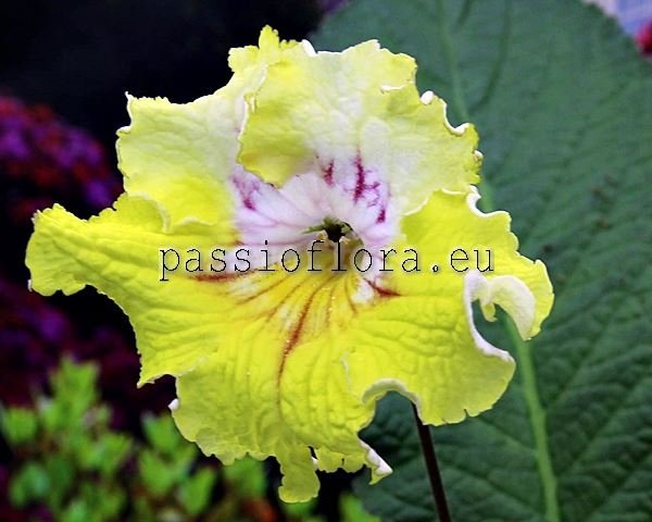 Streptocarpus UA-RAROG 