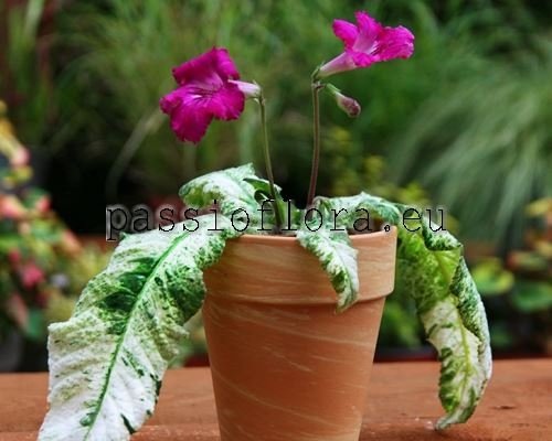 Streptocarpus ICED PINK FLAMINGO 