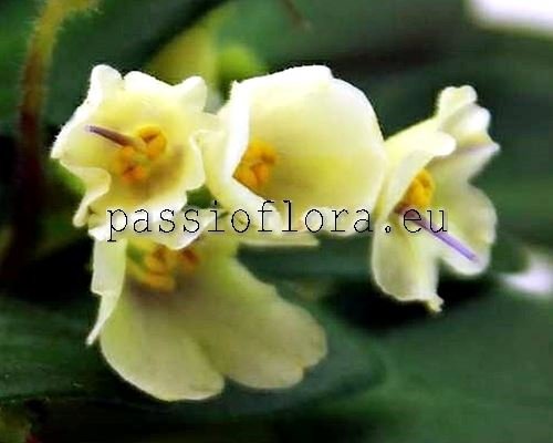 African Violet SENK'S ALCHEMY YELLOW BELLS 