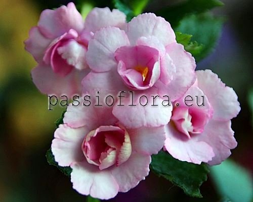 Achimenes ELLA