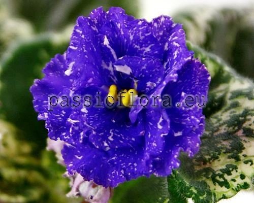 African Violet  VAT-DISKOTEKA