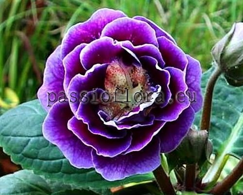 Gloxinia PF-MOONLIGHT