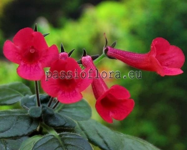 Mini Sinningia Seeds SRG'S ROXY 