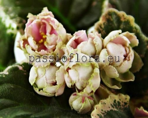 African Violet LE-WILD GRAPES - LE-Dikiy Vinograd 