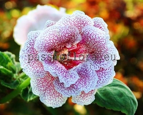 Gloxinia PF-ROSEMARIE