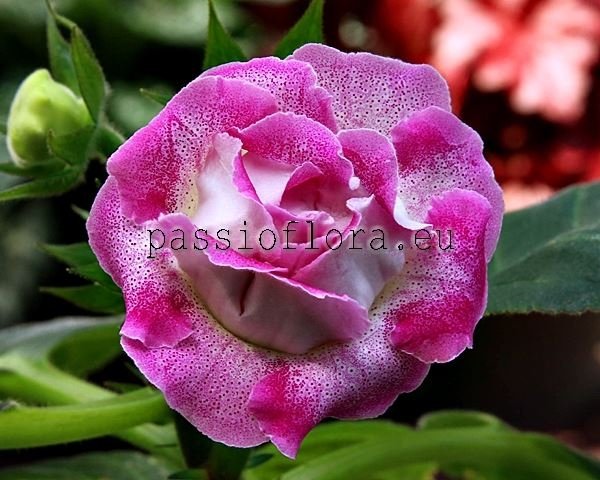 Gloxinia Seeds PF-SURPRISE 