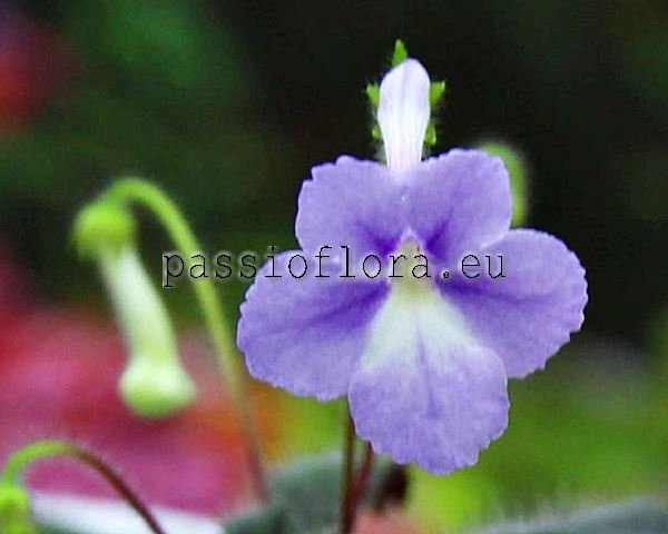 Micro Mini Sinningia AGNES