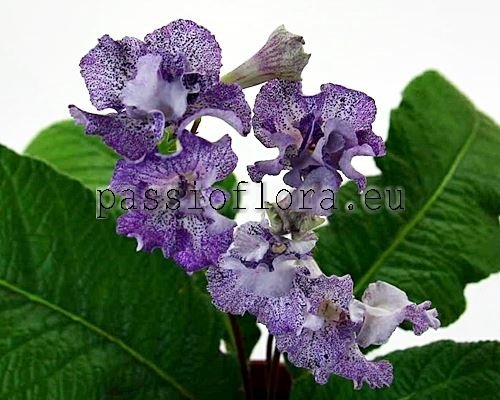 Streptocarpus AD-Little Candy