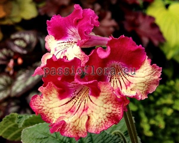 Streptocarpus Seeds  DS-SAHARA