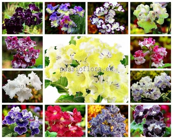 Streptocarpus Seeds MIX OF DIFFERENT HYBRIDS