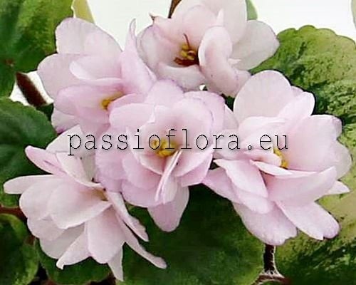 African Violet  AV-VKUSNYASHKA 2