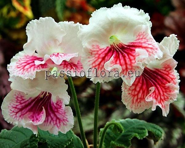 Streptocarpus VAT-MANDARINKA - VAT-MANDARIN