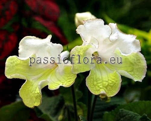 Streptocarpus MK-SUNNY VALLEY - MK-SOLNECHNAYA DOLINA