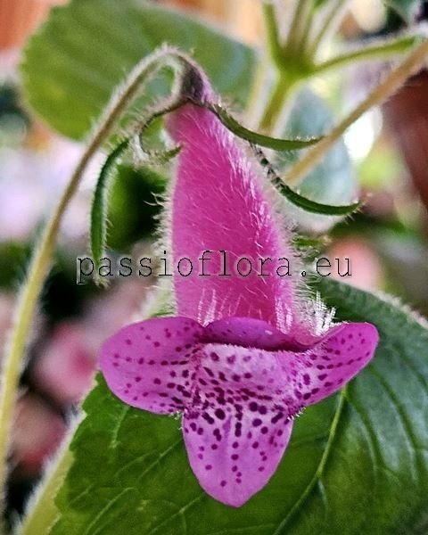 Seemannia gymnostoma
