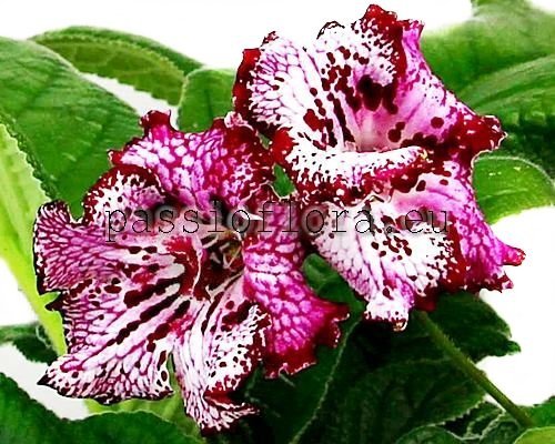 Streptocarpus DS-1924 