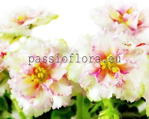 African Violet LE-SCYTHIAN GOLD - LE-ZLATO SKIFOV