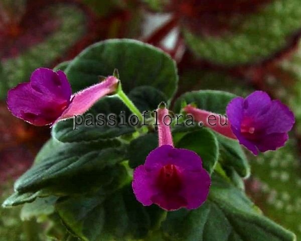 Mini Sinningia OZARK ROSY CHEEKS
