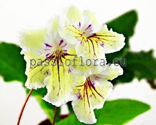 Streptocarpus OD-DANDELION WINE - OD-VINO IZ ODUVANCHIKOV