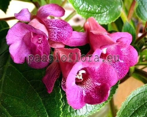 Sinningia HCY'S CORDIAL